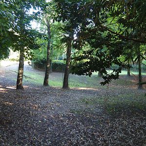 South American tapir and Capybara exhibit - Open forest section, 2022-10-09