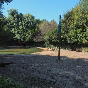 South American tapir and Capybara exhibit - Pond and beach section, 2022-10-09