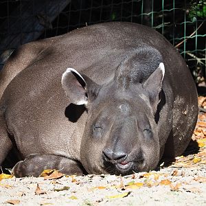 South American tapir (Tapirus terrestris), 2022-10-09