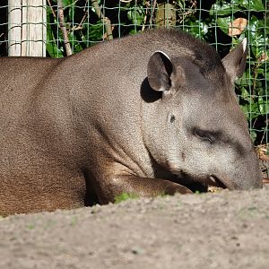 South American tapir (Tapirus terrestris), 2022-10-09