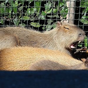 Capybara (Hydrochoerus hydrochaeris), 2022-10-09