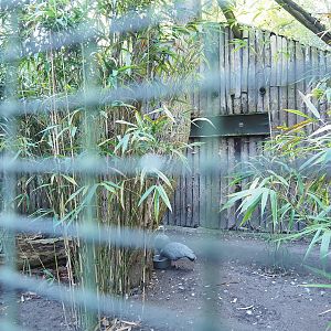 Cape Barren goose aviary (Former seriema aviary), 2022-10-09