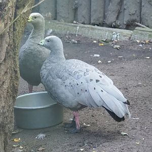 Cape barren goose (Cereopsis novaehollandiae novaehollandiae), 2022-10-09
