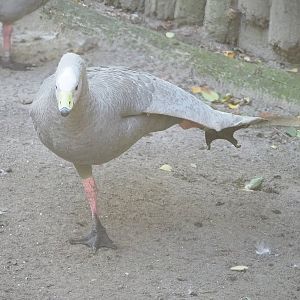 Cape barren goose (Cereopsis novaehollandiae novaehollandiae), 2022-10-09
