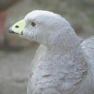 Cape barren goose (Cereopsis novaehollandiae novaehollandiae), 2022-10-09