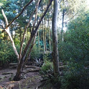 Ring-tailed coati exhibit, 2022-10-09