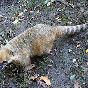 Ring-tailed coati (Nasua nasua), 2022-10-09