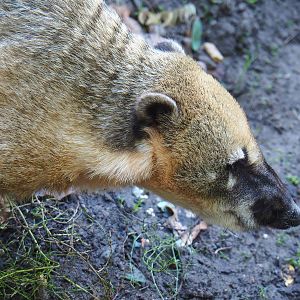 Ring-tailed coati (Nasua nasua), 2022-10-09