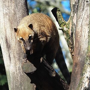 Ring-tailed coati (Nasua nasua), 2022-10-09
