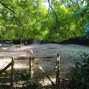 Vicuña paddock, 2022-10-09