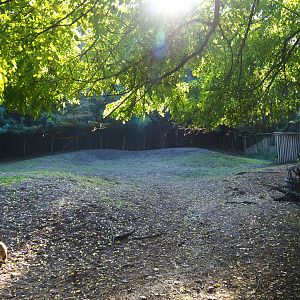 Vicuña paddock, 2022-10-09