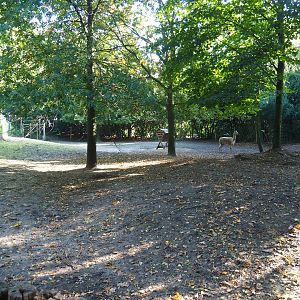 Vicuña paddock, 2022-10-09