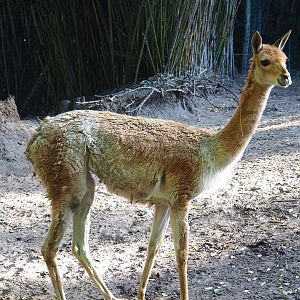 Vicuña (Vicugna vicugna), 2022-10-09