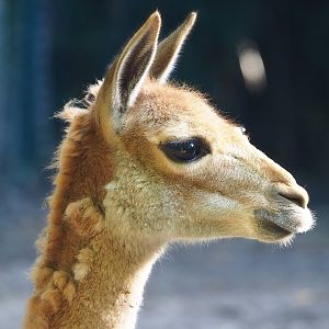 Vicuña (Vicugna vicugna), 2022-10-09