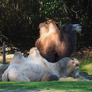 Bactrian camels (Camelus bactrianus), 2022-10-09