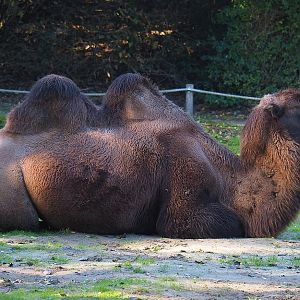 Bactrian camel (Camelus bactrianus), 2022-10-09