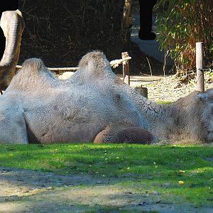 Bactrian camel (Camelus bactrianus), 2022-10-09
