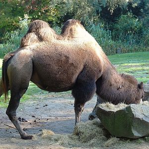 Bactrian camel (Camelus bactrianus), 2022-10-09