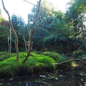 Island temporarily housing split-off group of Ring-tailed lemurs (Normally crowned lemur island), 2022-10-09