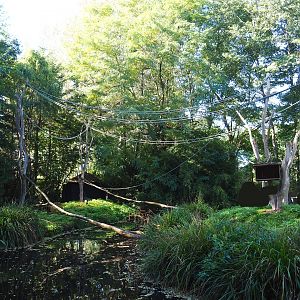 Island temporarily housing split-off group of Ring-tailed lemurs (Normally crowned lemur island), 2022-10-09