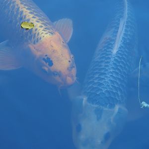 Koi (Cyprinus rubrofuscus), 2022-10-09