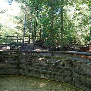 Red river hog exhibit, 2022-10-09