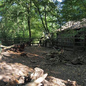 Red river hog exhibit, 2022-10-09
