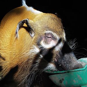 Red river hog (Potamochoerus porcus), 2022-10-09