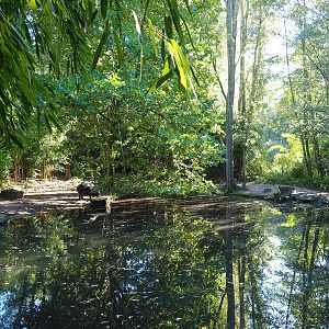 Western pygmy hippopotamus exhibit, 2022-10-09