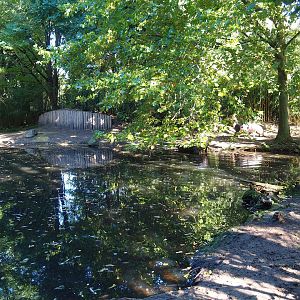 Western pygmy hippopotamus exhibit, 2022-10-09