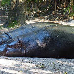 Western pygmy hippopotamuses (Choeropsis liberiensis liberiensis), 2022-10-09