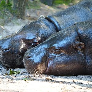 Western pygmy hippopotamuses (Choeropsis liberiensis liberiensis), 2022-10-09