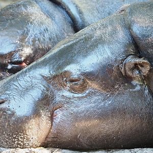Western pygmy hippopotamus (Choeropsis liberiensis liberiensis), 2022-10-09