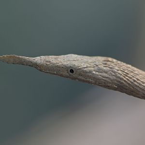 Malagasy leaf-nosed snake, older female