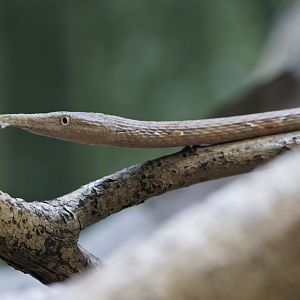 Malagasy leaf-nosed  snake, younger female