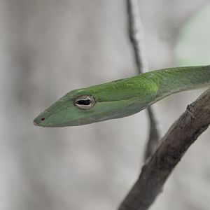 Short-nosed vine snake
