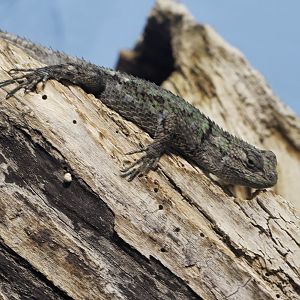 Green spiny lizard