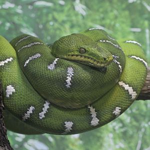 Emerald tree boa