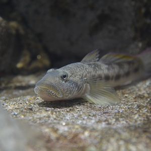 Barcheek goby (Rhinogobius giurinus)