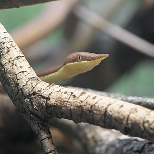 Malagasy leaf-nosed snake, male