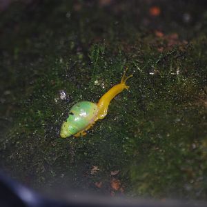 Cameroon green wolf snail at BugzUK Parc