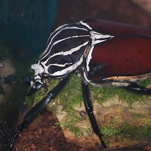 Goliath beetle at BugzUK Parc