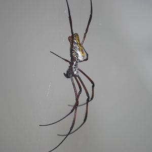 Madagascar orb-weaving spider at BugzUK Parc