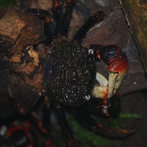 Red spider crab at BugzUK Parc