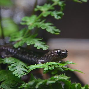 Mikawa salamander (Hynobius mikawaensis)