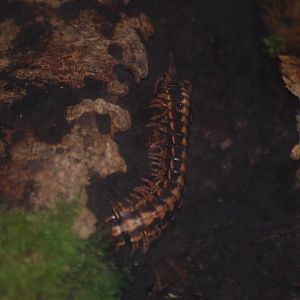 Striped flat millipede at BugzUK Parc