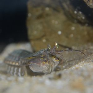 Japanese mantis shrimp (Oratosquilla oratoria)