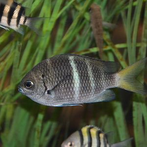 Yellowtail sergeant (Abudefduf notatus)