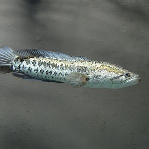 Blotched snakehead (Channa maculata)