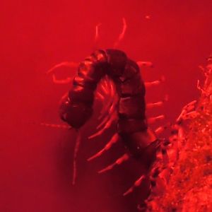 Chinese giant tiger leg centipede at BugzUK Parc